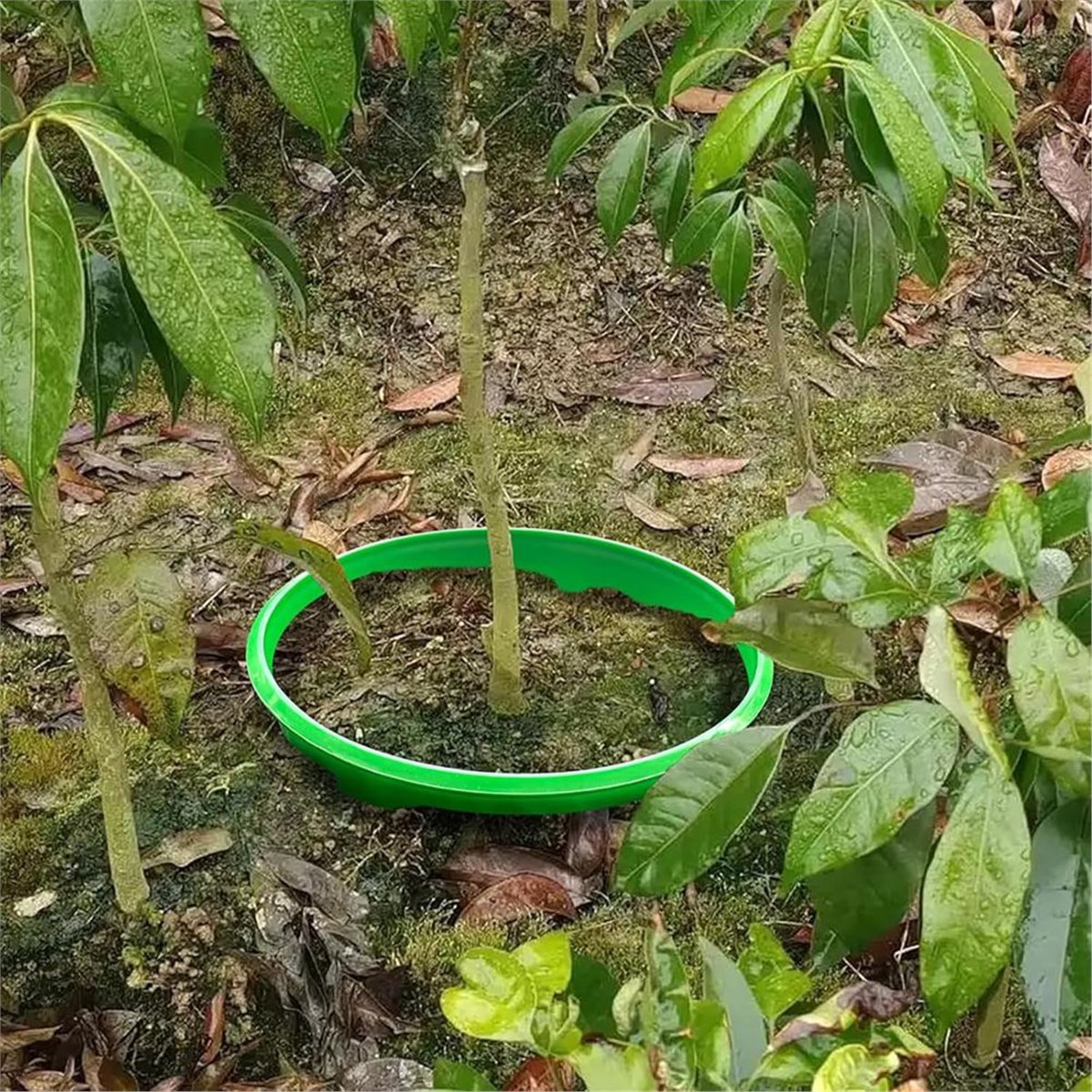 【카운트다운 딜】 뿌리에 물을 주기 위한 식물 보호 링 - Gardening Tools Deals 리뷰 및 가격